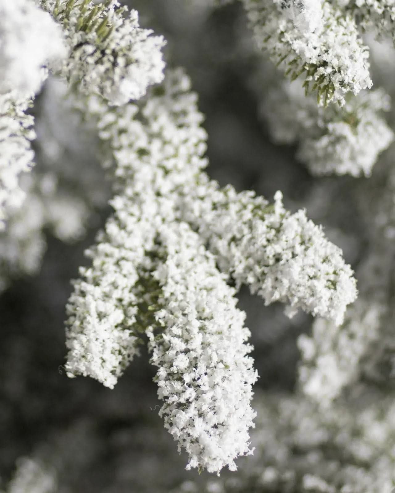 Árvore de Natal Nevada Frosted…