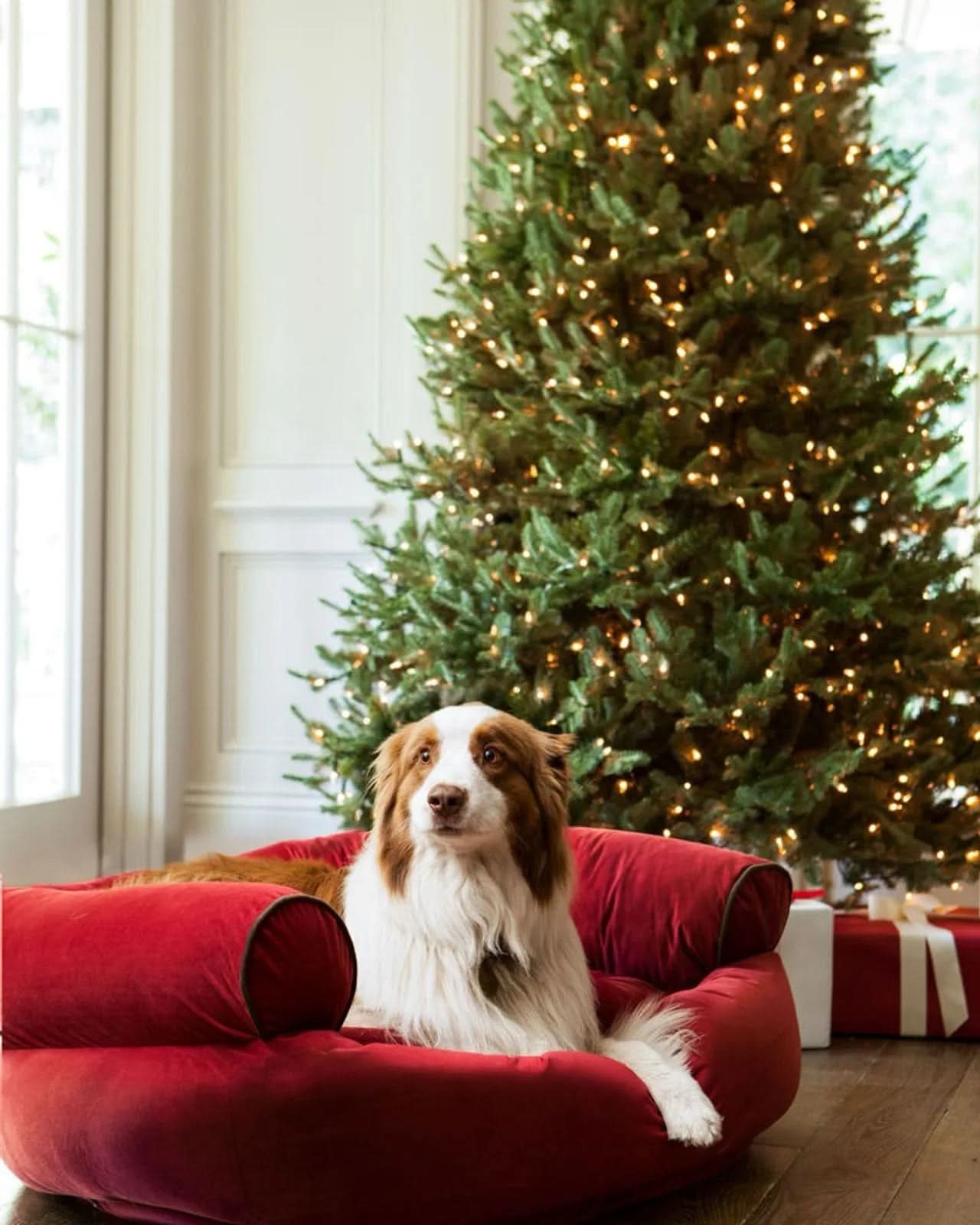 Árvore de Natal White Spruce…