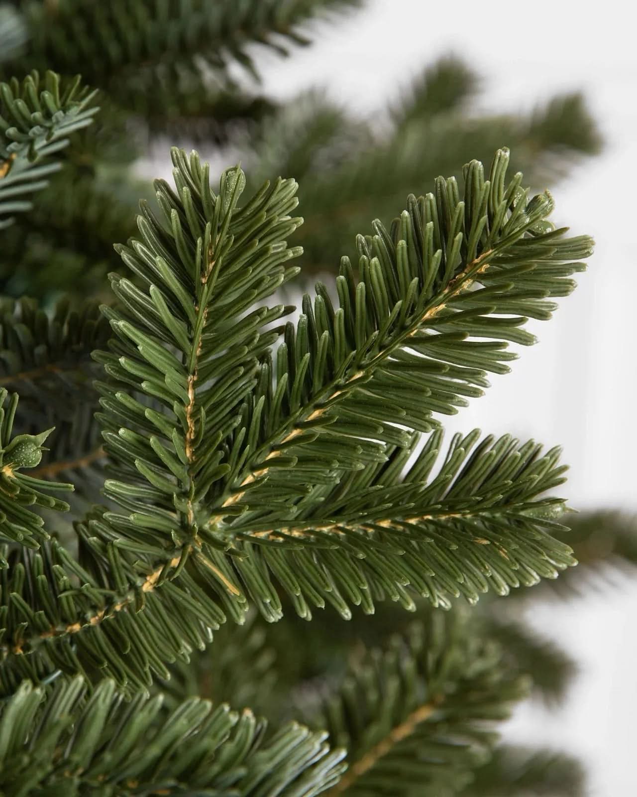Árvore de Natal Fraser Fir com…