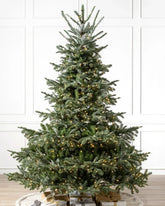 Árvore de Natal European Fir…