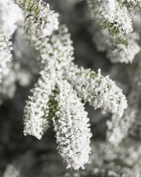 Árvore de Natal Nevada Frosted…