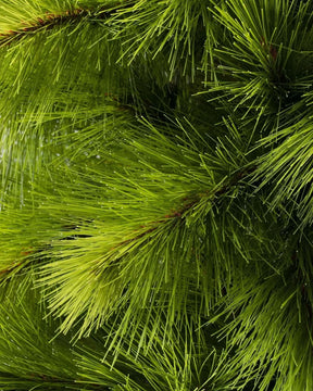 Árvore de Natal Monterey Pine…