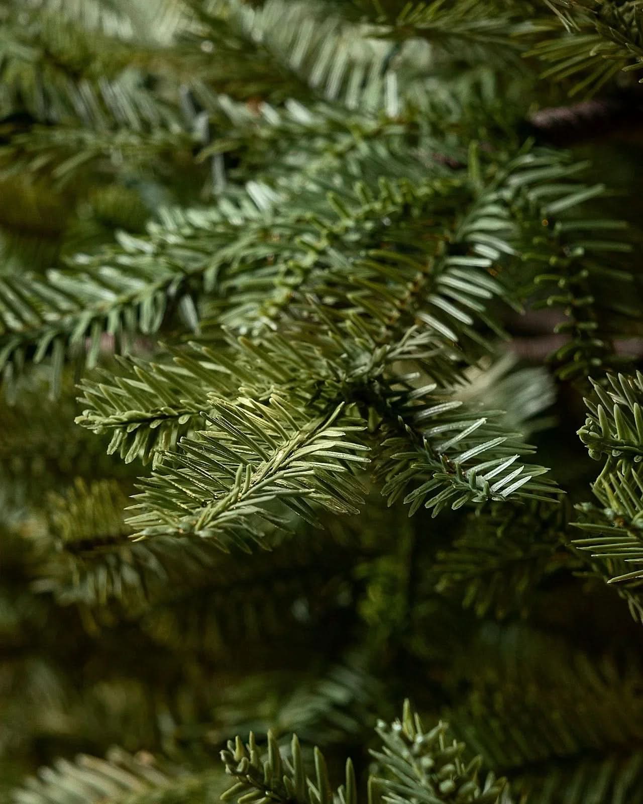 Árvore de Natal Verde Premium…