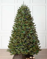 Árvore de Natal Fraser Fir com…