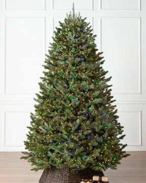 Árvore de Natal Fraser Fir com…
